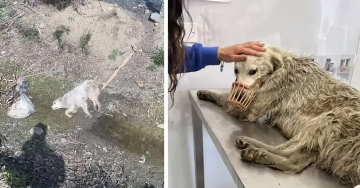 A dog was found crying uncontrollably during her rescue, only for the rescuers to later discover that she was nursing her puppies