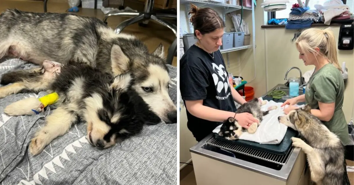 Kentucky rescuers discovered that the mother dog they rescued was unhappy when separated from her puppy