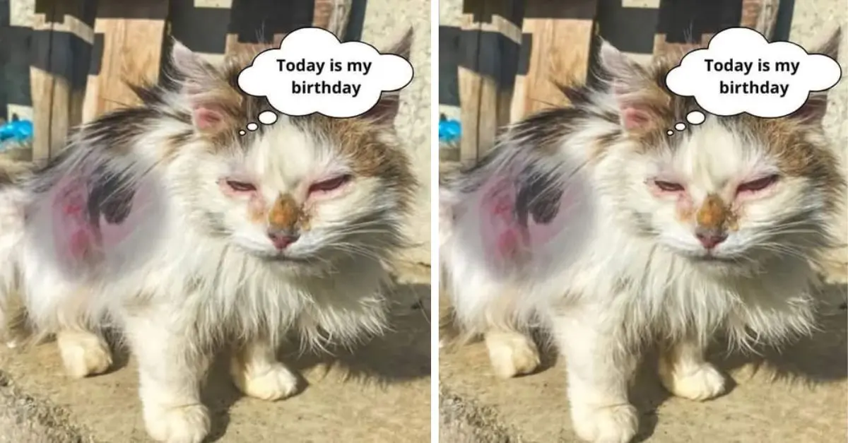 Today is my birthday but no one cares about me, is it because I’m just a stray cat?