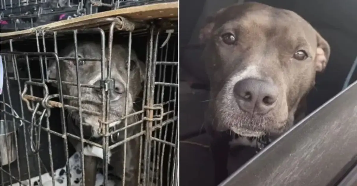 A woman adopts a dog from a Texas shelter and subsequently discovers the heartbreaking reason for its surrender