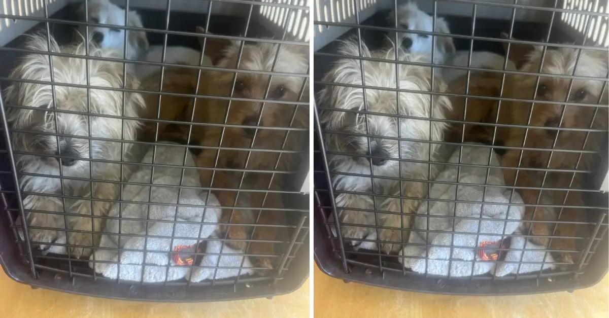 A group of three forsaken puppies discovered in a California alley, desperately holding onto one another