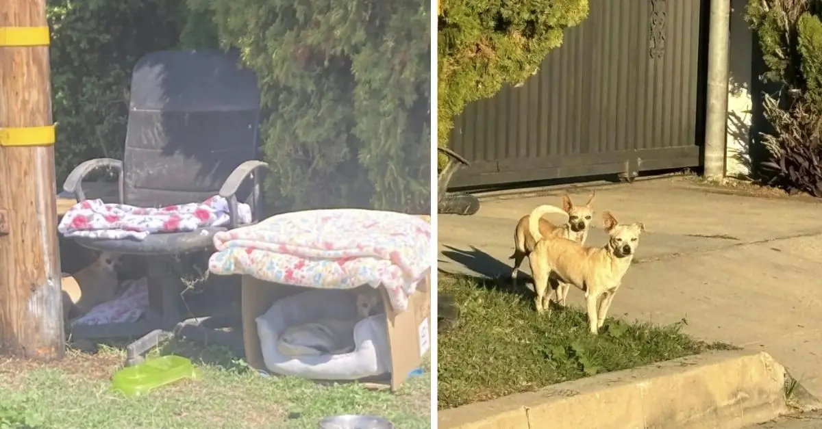 California rescuers celebrated upon discovering a pregnant dog and her puppy inside a box just prior to an impending storm