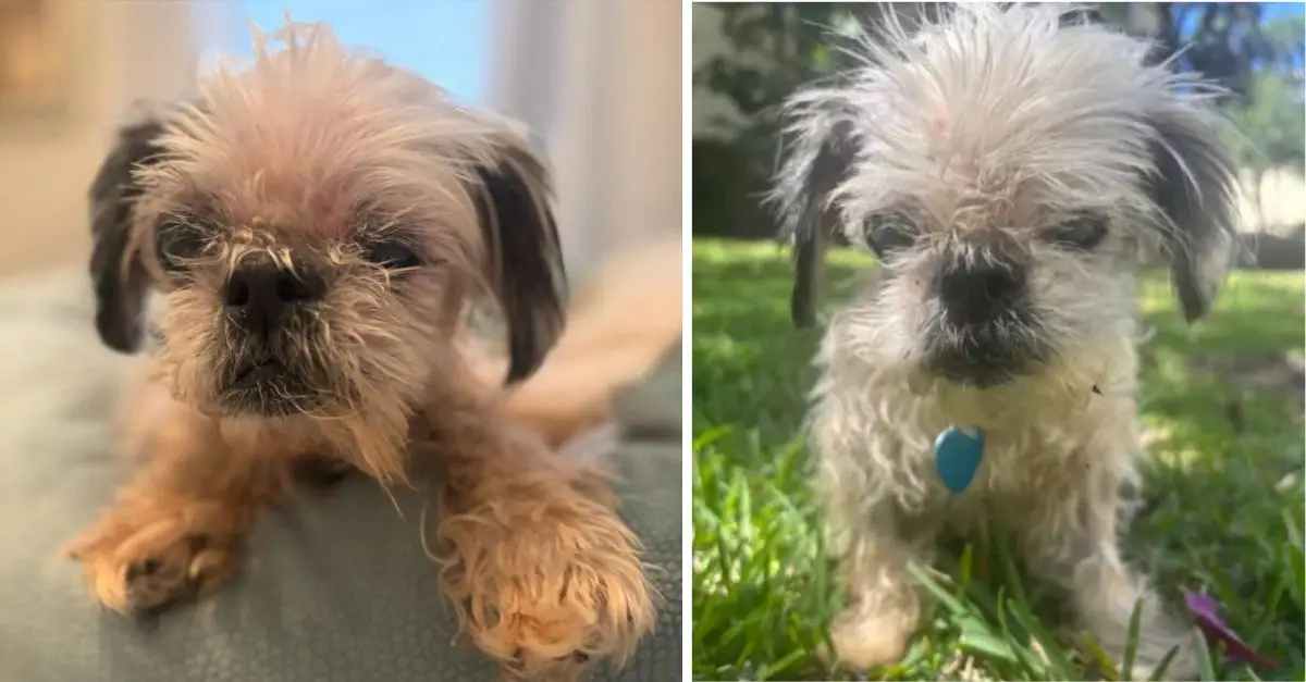 A kind person discovered an elderly blind dog with an electronic chip and discovered an amazing truth about the dog afterwards