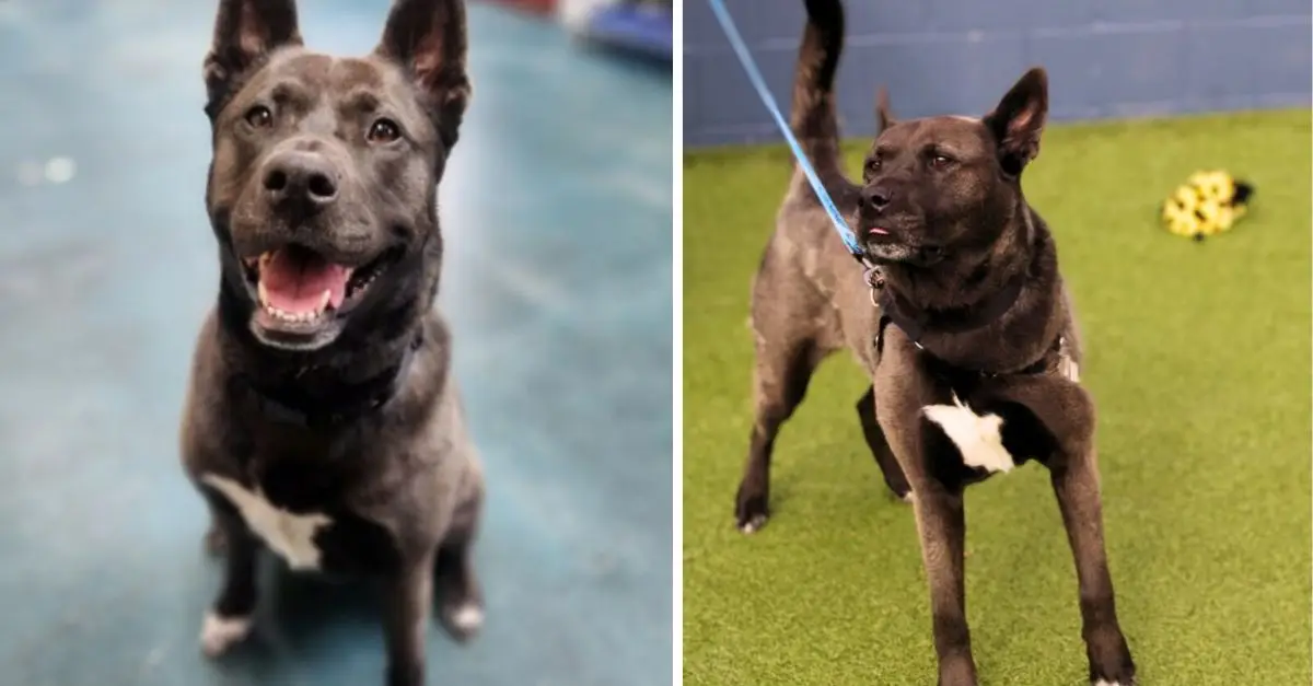 Kansas rescuers were heartbroken upon discovering an abandoned puppy accompanied by a sorrowful note from its owner