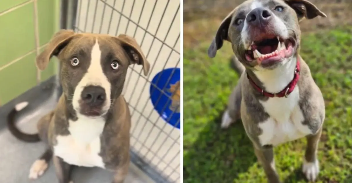 The puppy experienced heartbreak upon being returned to a Texas shelter prior to her first birthday, as she was deemed ‘too much.’