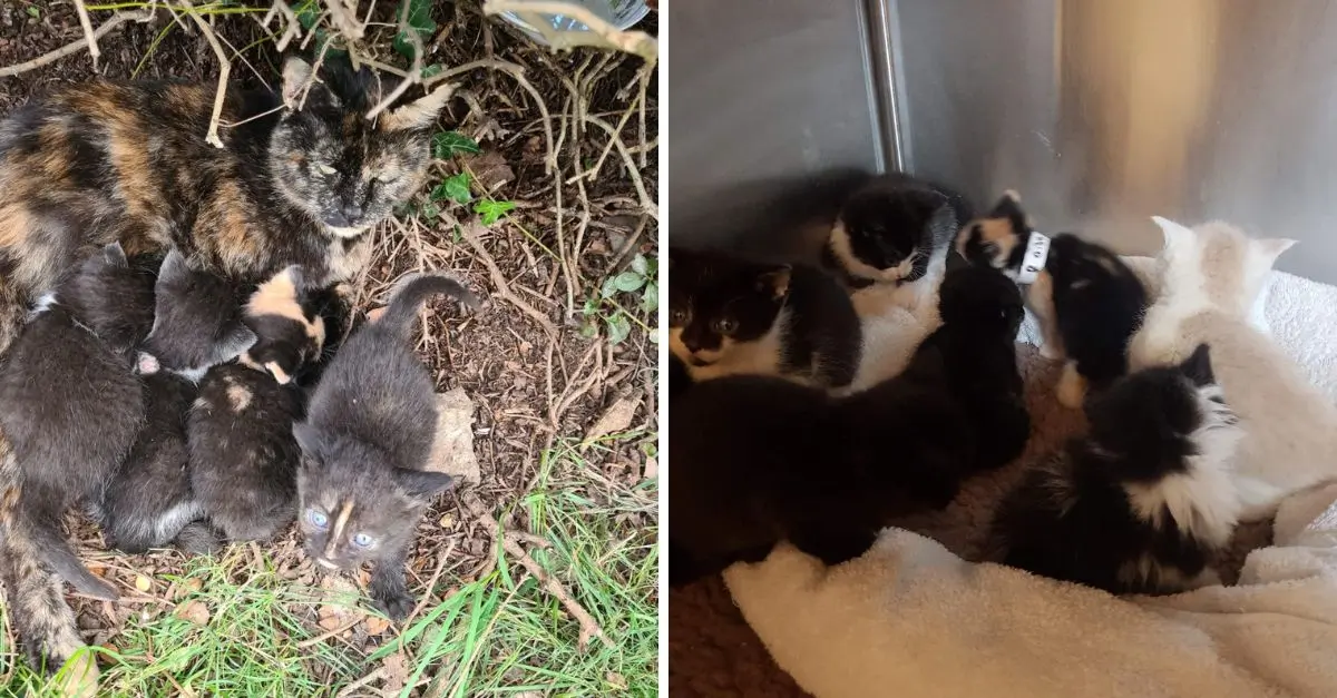 Stray mother cat and nine kittens miraculously rescued