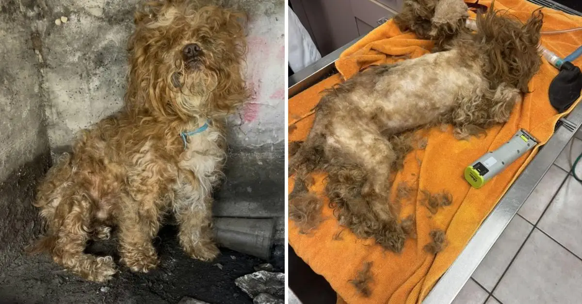 A terrified dog remains concealed in the sewers of Los Angeles for several days, astonishing everyone