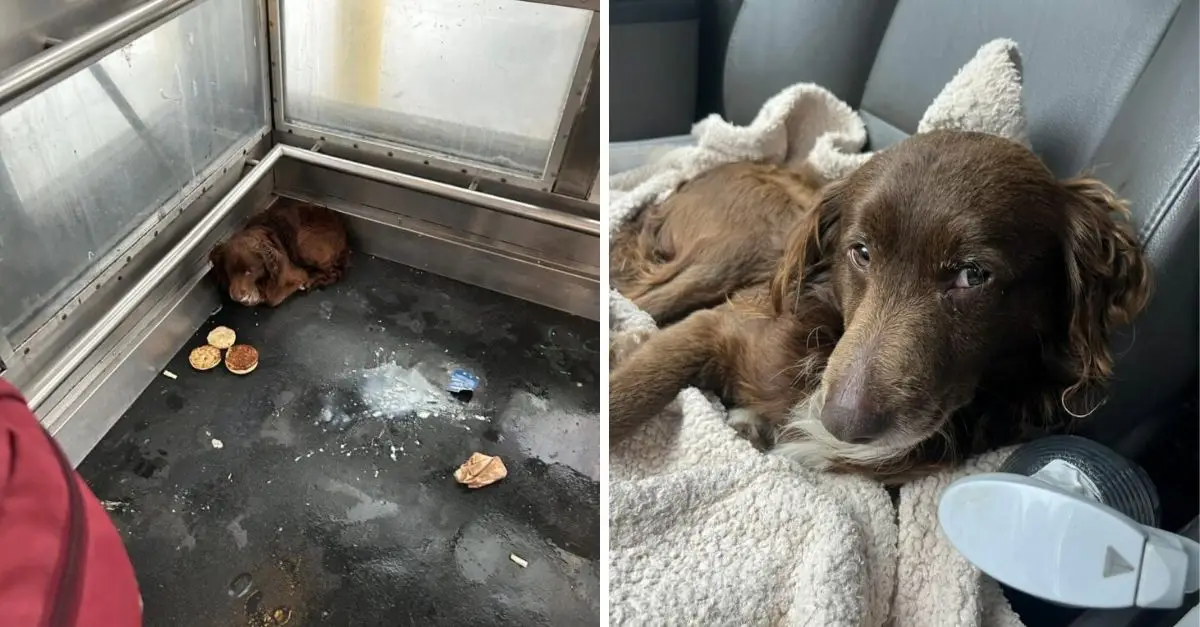 Railroad workers in California were stunned to find an abandoned dog in a train station elevator