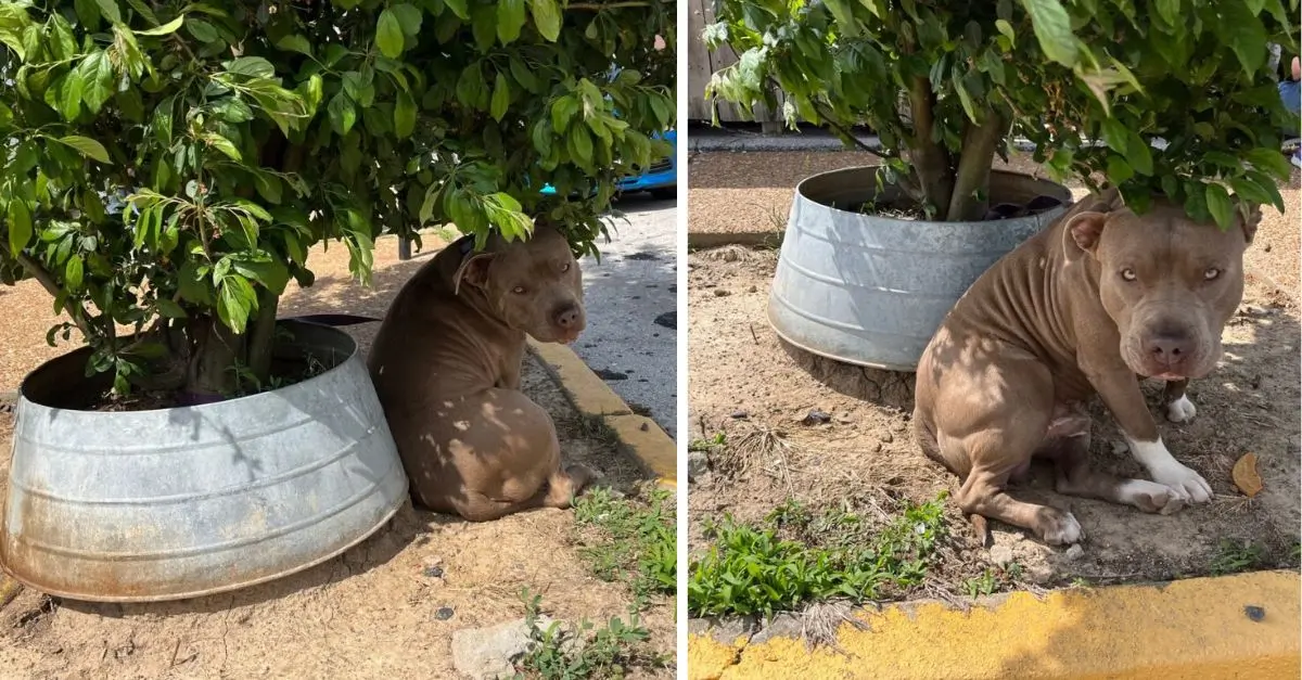 A Missouri puppy, who was tethered to a tree, anxiously searched his surroundings for his owners, convinced they would come back