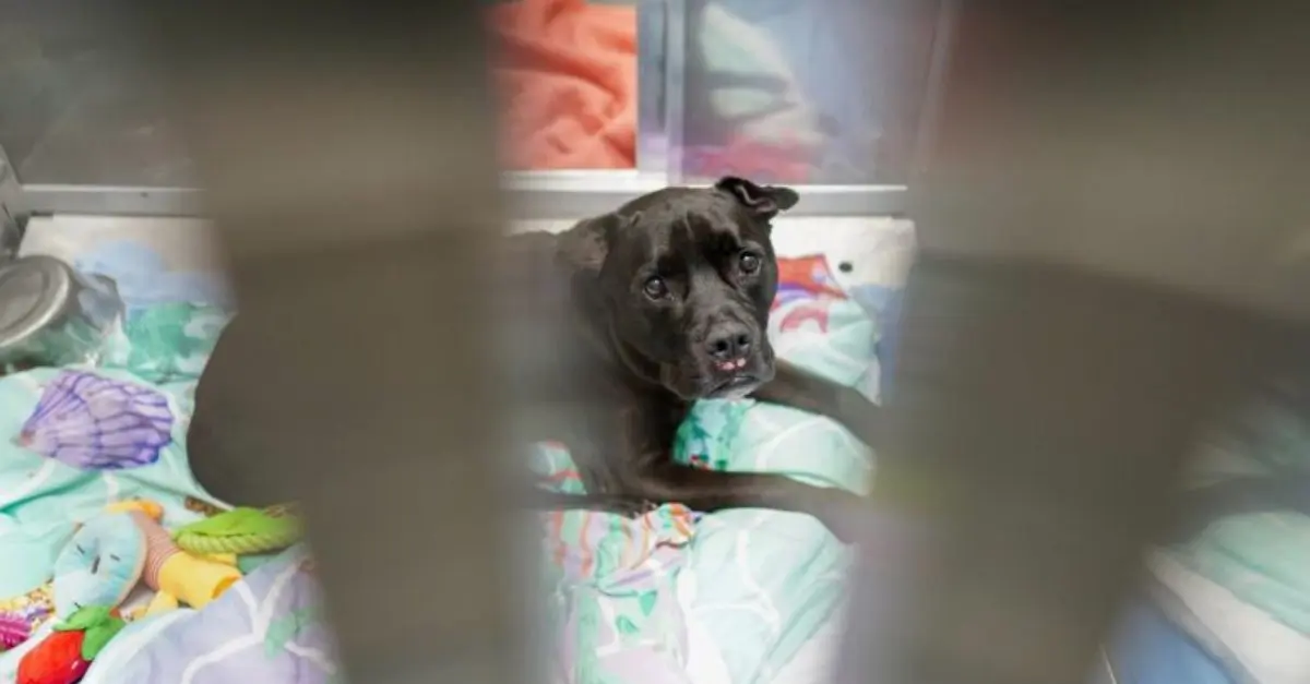 A 13-year-old dog is profoundly heartbroken after her owner is compelled to leave her at a shelter in New York