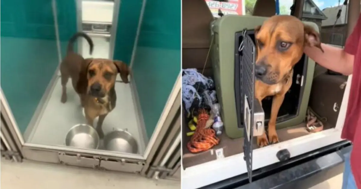 A puppy from Oklahoma was on the verge of being euthanized, but then a miraculous event occurred at the final moment