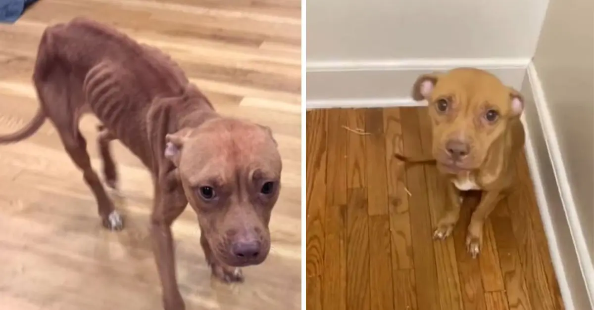 New York rescuers were astonished upon discovering this malnourished and neglected puppy on the street