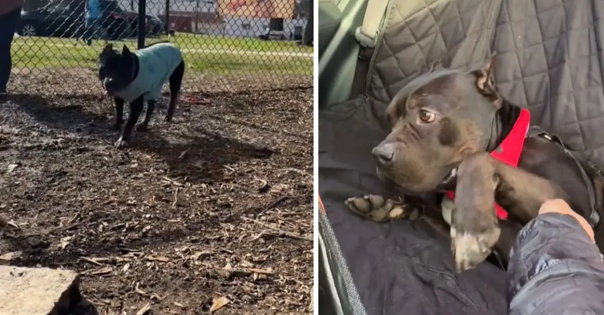 A Bittersweet Goodbye Turns into a Beautiful New Beginning for a Georgia Shelter Dog