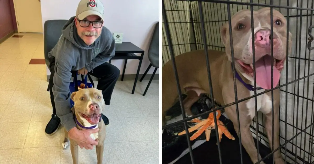 Ohio Rescuers Are Shocked Upon Discovering the Reason This Owner Brought His Dog Back to the Shelter After Just 24 Hours