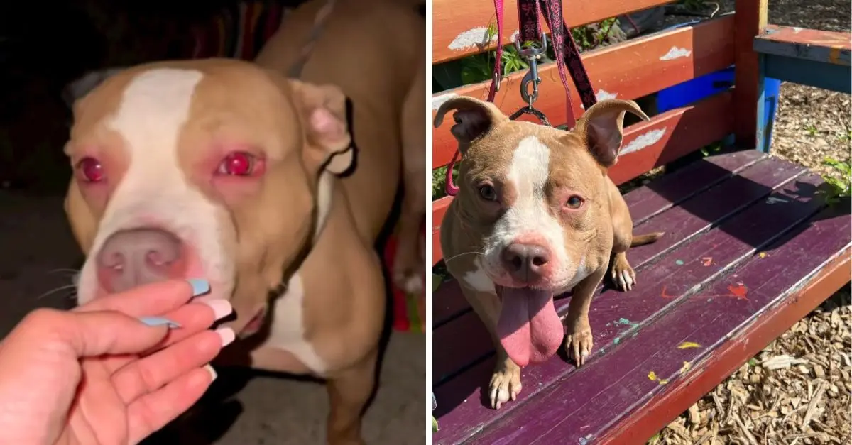 Heartbroken Pittie Abandoned in New Jersey Left with Only a Blanket and Food