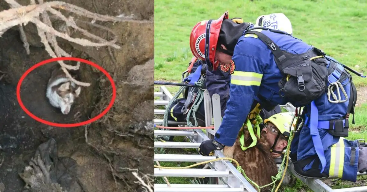 Rescuers were shocked to find a dog trapped in a very deep hole