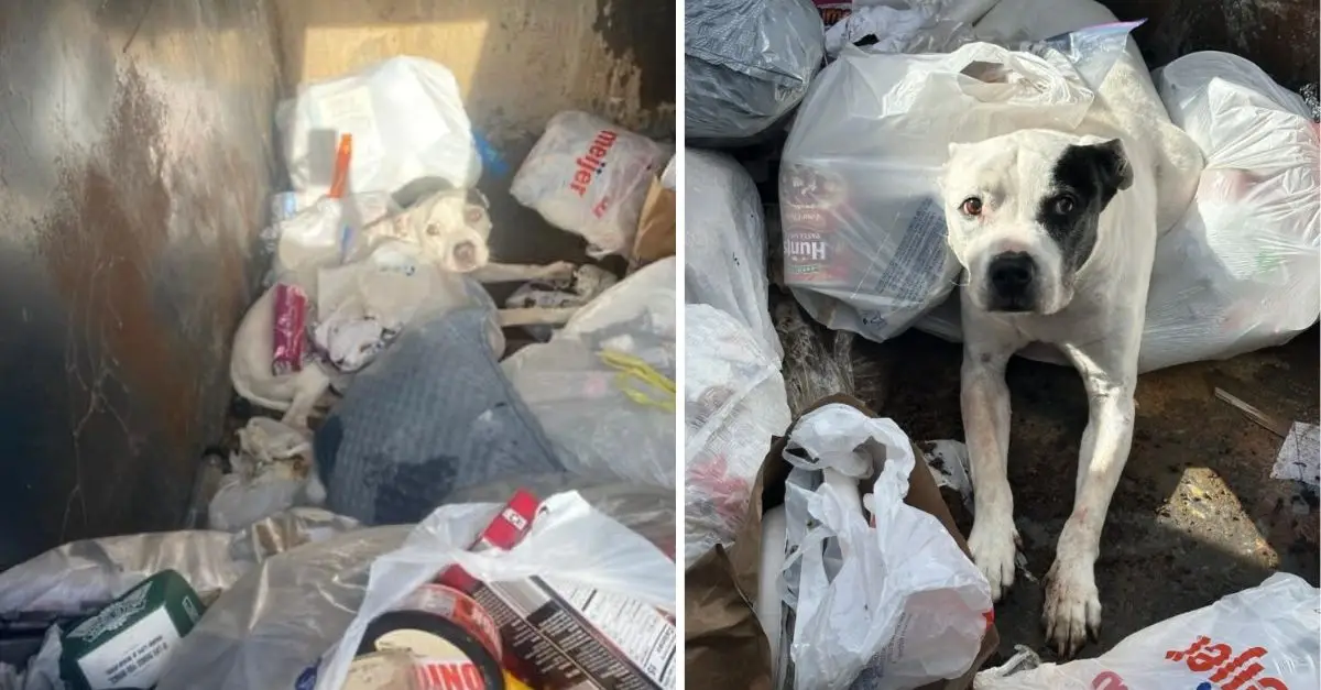 A Michigan woman opened the lid of her trash can and found an abandoned dog inside staring at her with a pitiful face
