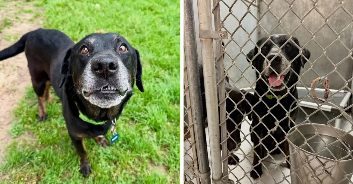 From Heartbreak to Home: Maryland Shelter’s Emotional Reunion with a Forgotten Friend