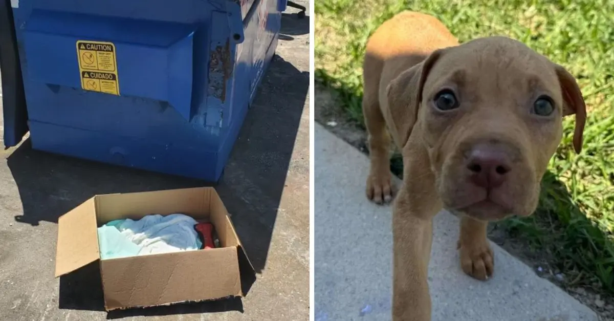 A Texas woman discovers a box of pet supplies near a dumpster, leading her to a poignant realization
