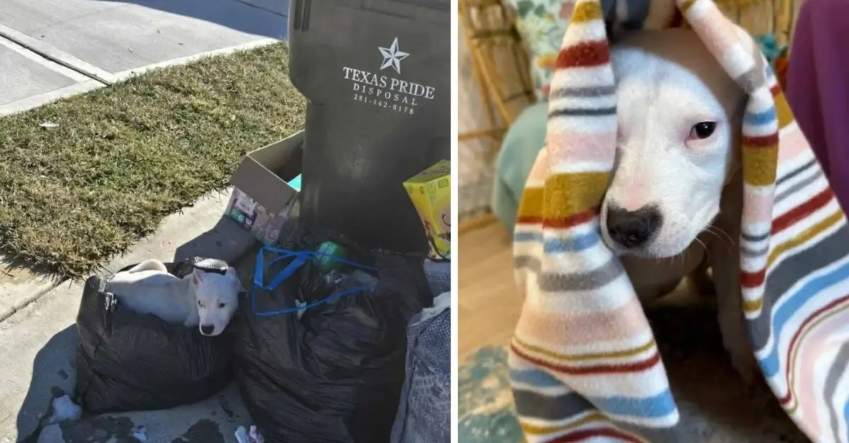A Texas resident experiences shock upon returning home to a heartbreaking furry surprise located near the trash can