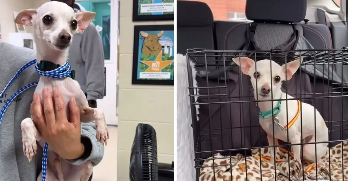 A puppy from North Carolina, initially rejected by his family, discovers the boundless love he has always yearned for