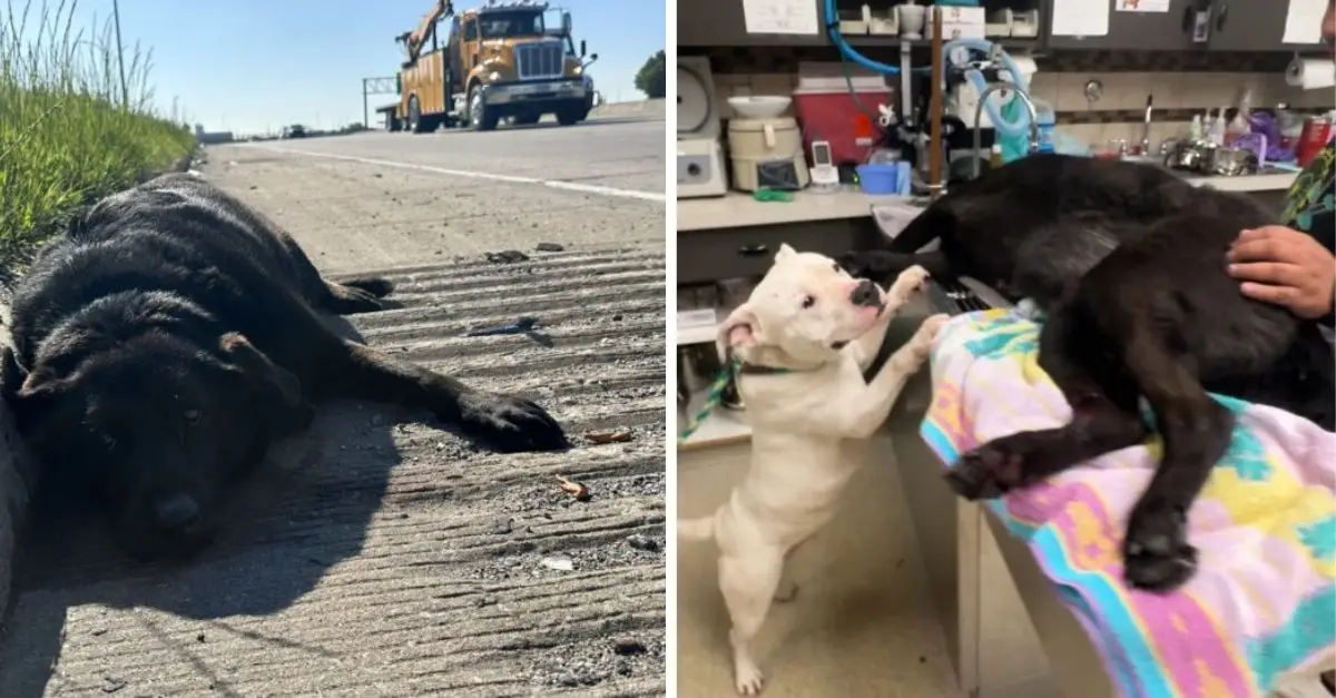 Missouri rescuers discover an injured puppy lying on the highway, only to find her companion standing watch