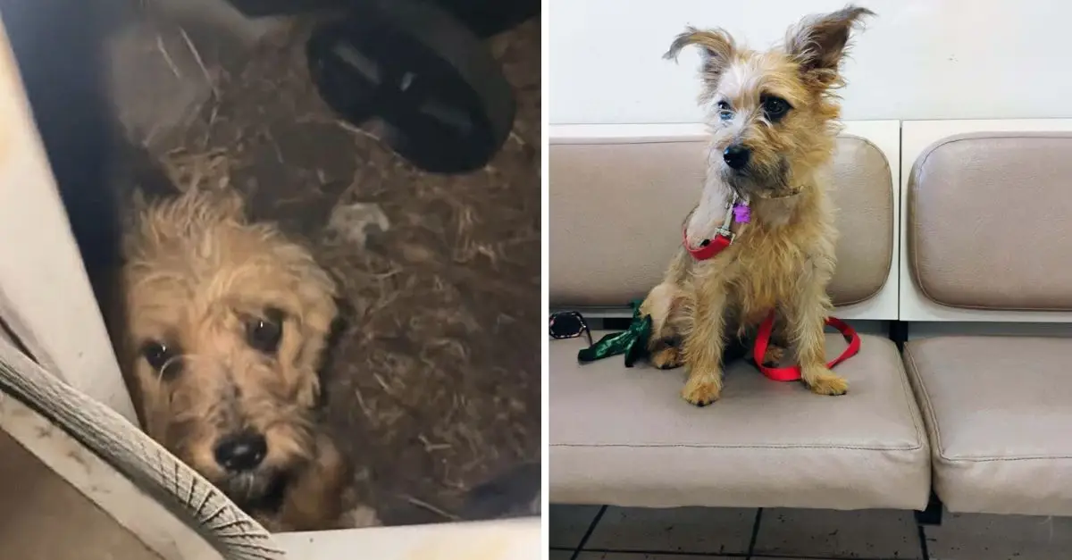 California woman hears strange noises outside her home, then realizes horrifying truth: there’s an abandoned dog
