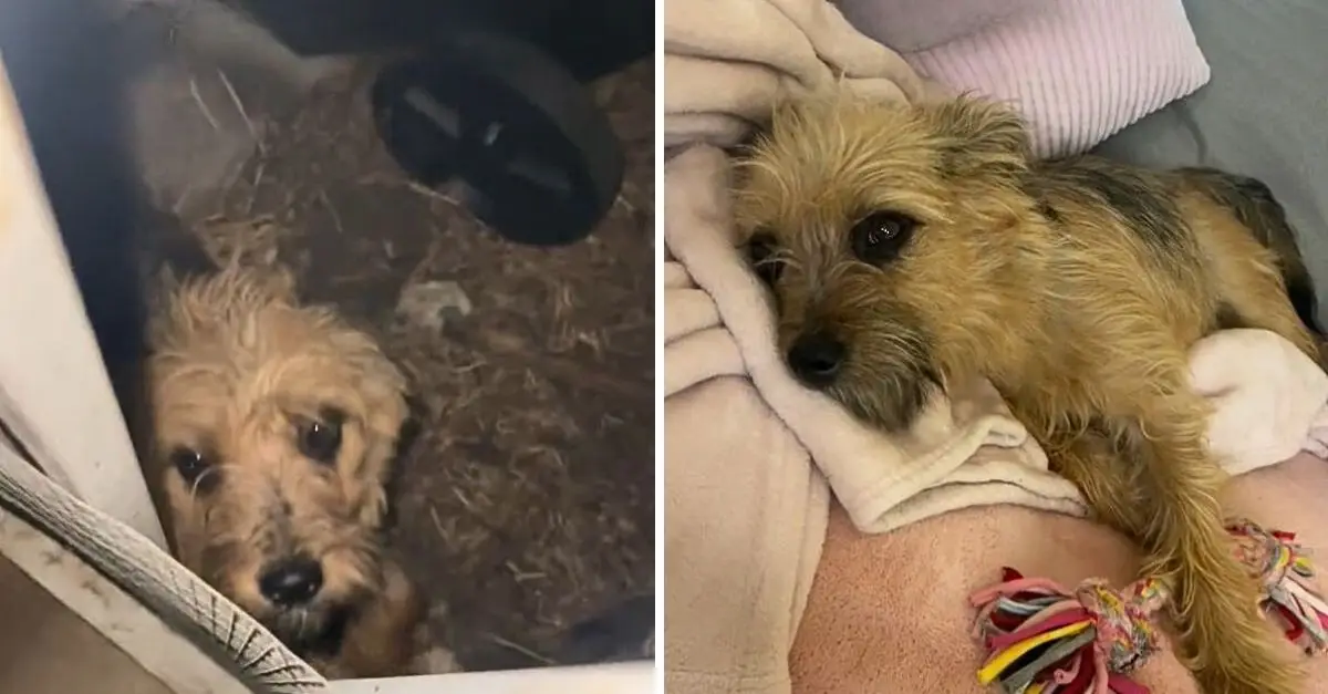 A California woman heard a strange noise outside her home, was shocked to discover it was an abandoned dog