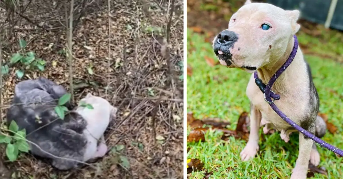 Astonishment Arises As Rescuers Discover Pitbull In Distressing State, Left Alone In The Forest