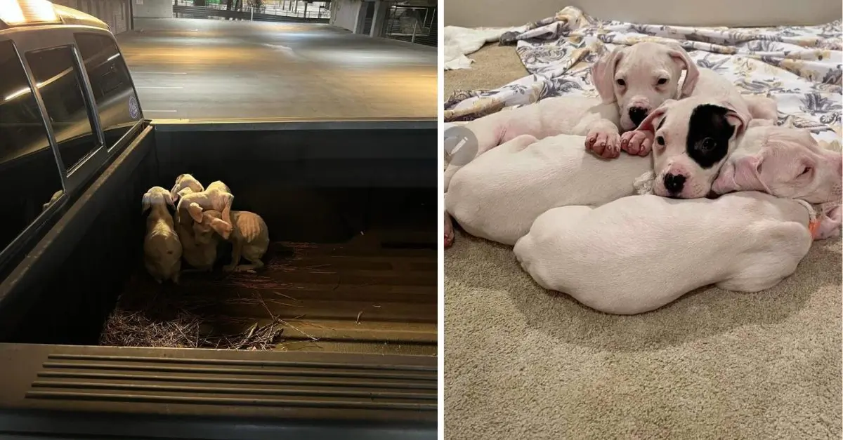 Man shocked to find entire family of dogs left in the back of his truck