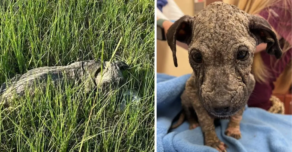 A couple was astonished to find a starving puppy abandoned in the grass in South Carolina