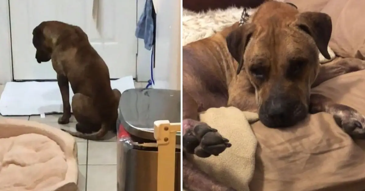 A dog in Texas, chained for four years, was on the brink of euthanasia but luckily met a kind person
