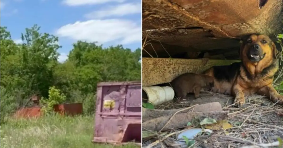The puppy felt devastated upon being returned to the Texas shelter prior to her first birthday, as she was deemed ‘too much’