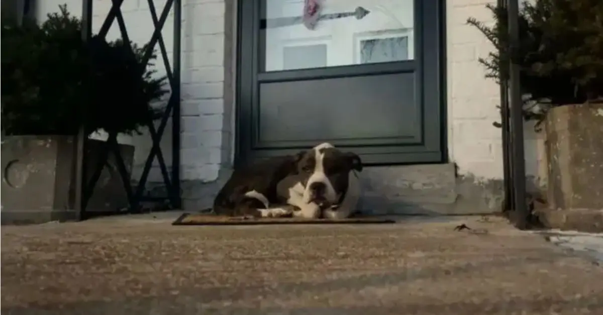 A passerby in Missouri found a dog resting on a doormat, prompting them to take remarkable action