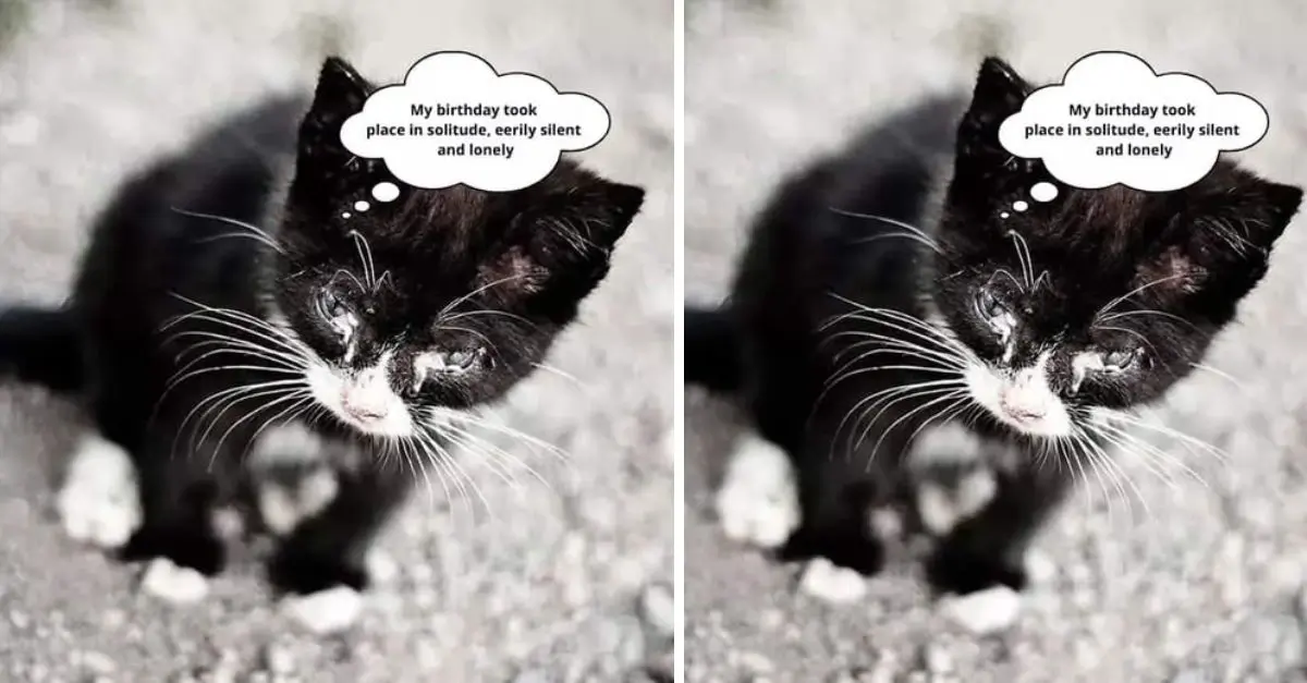 Today is this cat’s birthday but the cat is really lonely, no one cares about it