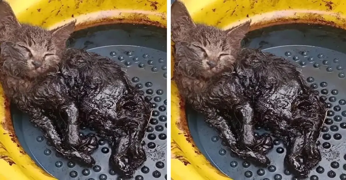Rescue the cat frozen by engine oil, please bless it ‎