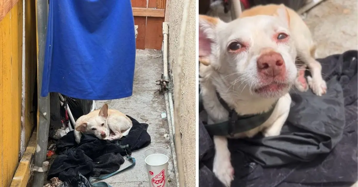 Astonishment as Dog Survives a Week Alone in an Abandoned California House Following His Family’s Departure