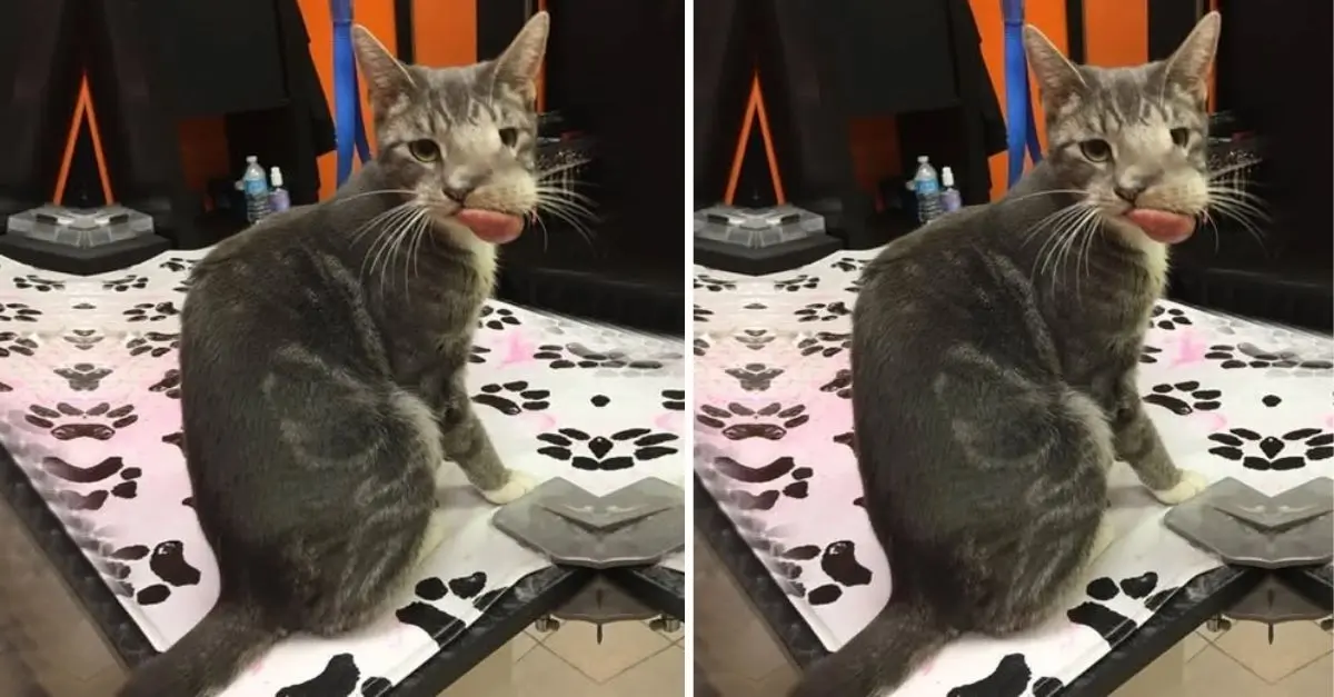 This Cat Was Abandoned by Its Owner Just Because It Had a Deformed Face