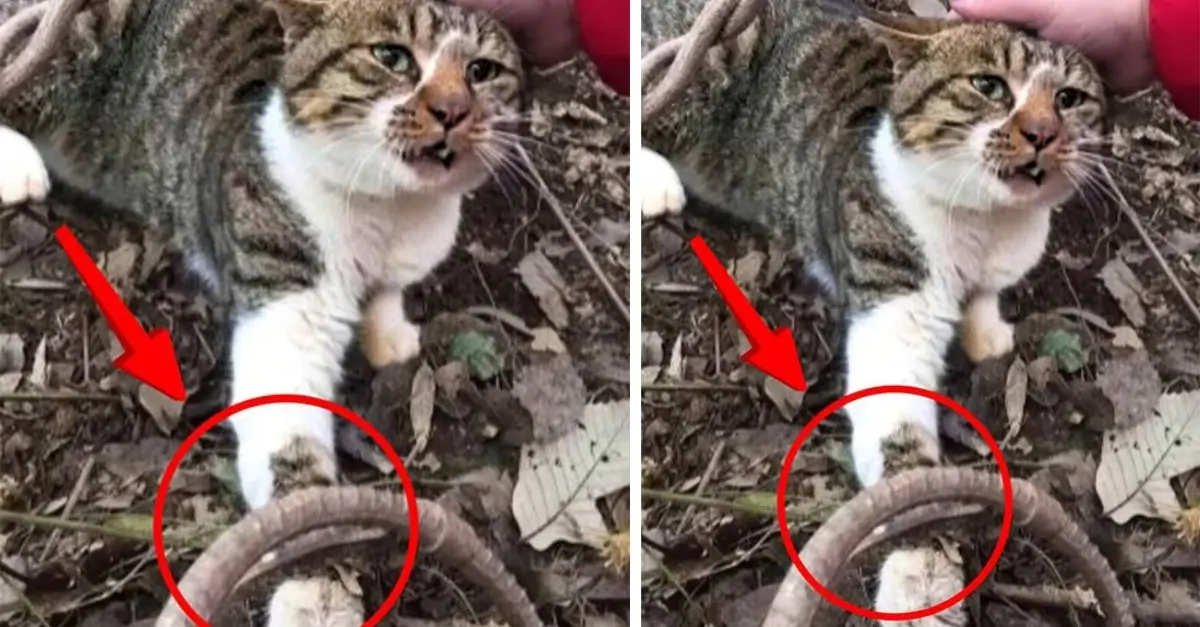 This stray cat was caught in a mousetrap set by a local resident in a nearby garden while foraging for food
