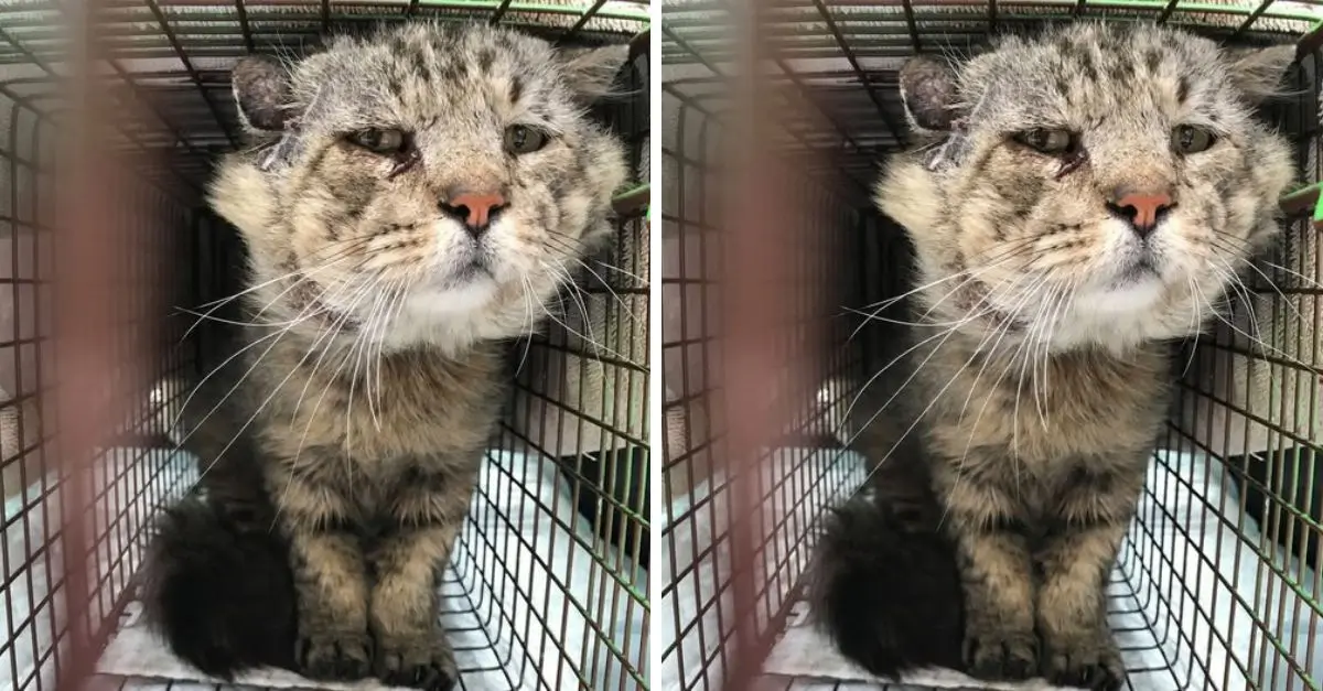 A tabby cat who had spent most of his life living on the streets, found love and trust after a woman saved him from the brink
