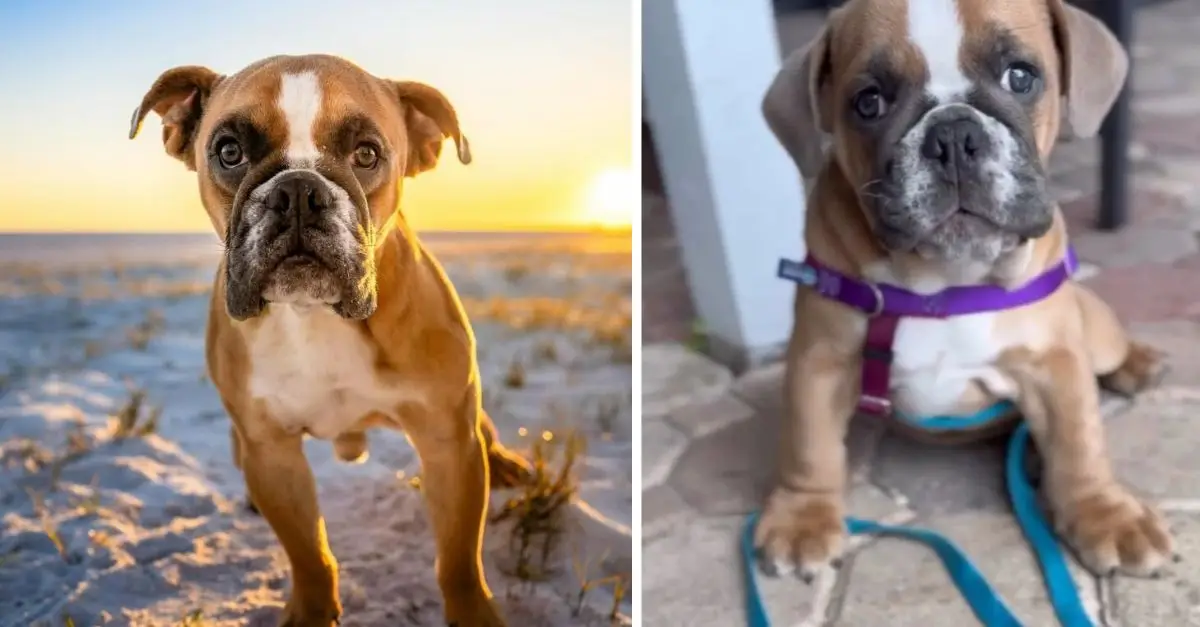 A terminally ill puppy was expected to live only a few months until a compassionate woman decided to offer him a new opportunity for life