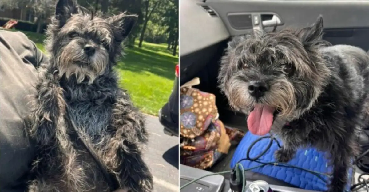 Rescuers from Illinois were astonished when one of the shelter dogs was returned after a period of 13 days