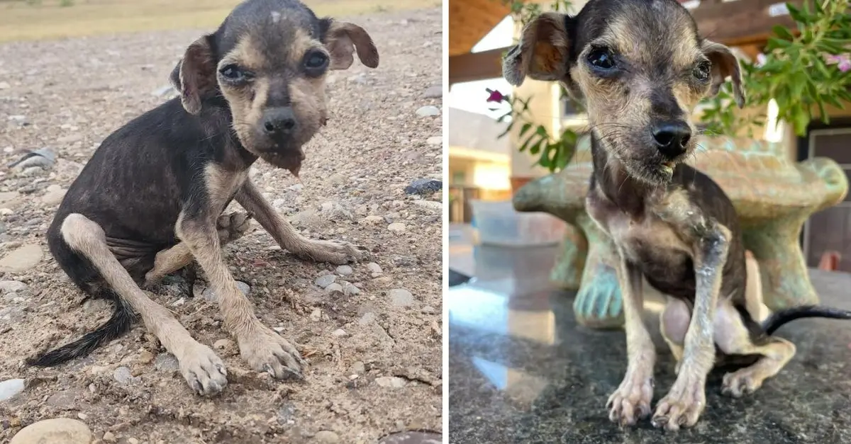 A Texas Border Patrol agent rescued a suffering puppy with a critically injured face during her final moments