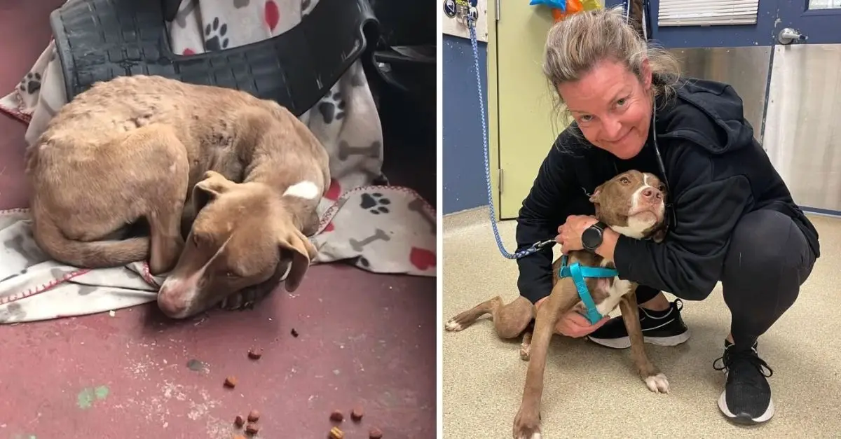 A Missouri woman was taken aback to discover an injured puppy resting on her porch