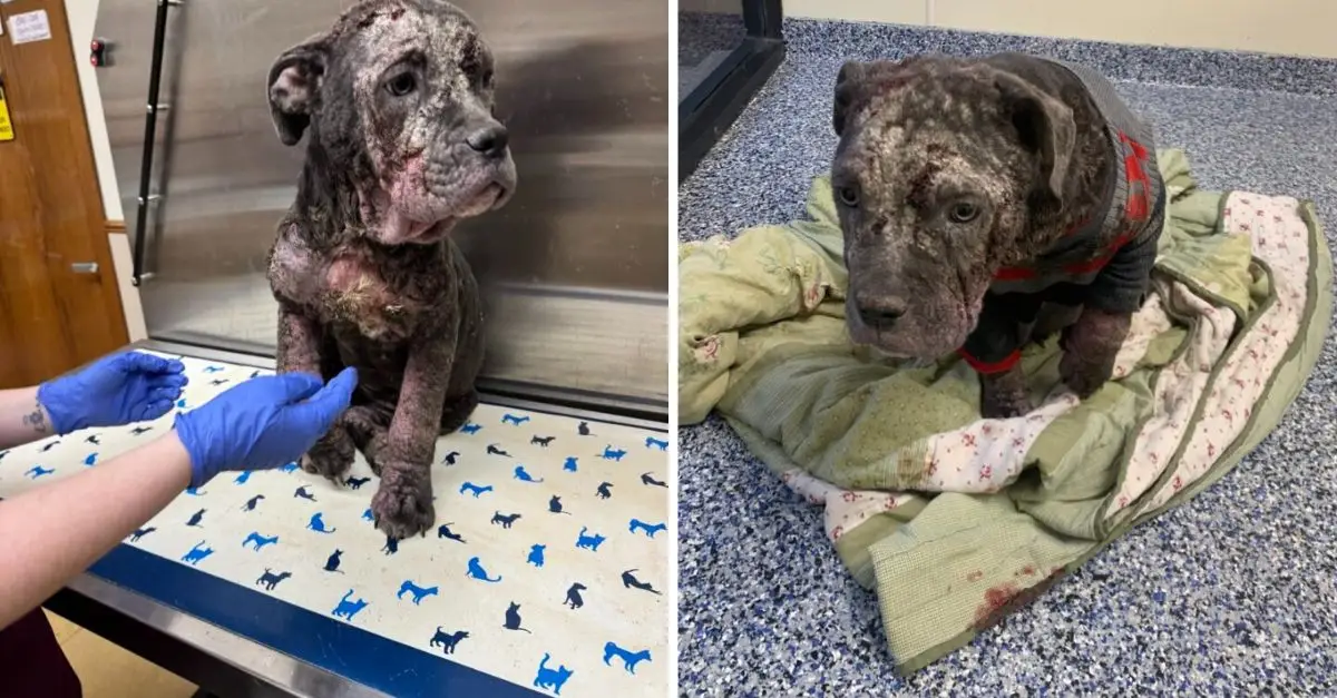 Ailing Puppy Abandoned at the Entrance of a Rescue Organization on a Frigid Night Now Bears the Name of Michigan’s Resilient NFL Team