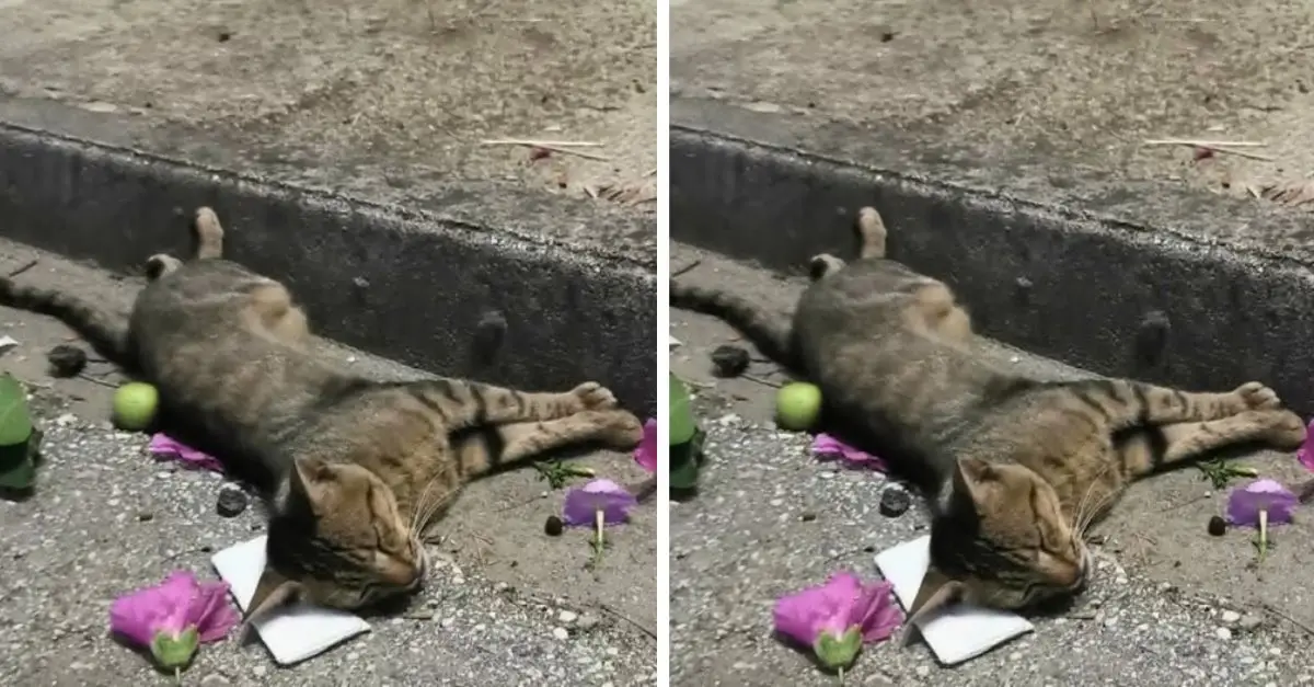 This poor cat was lying motionless on the street because of prolonged hunger but no one passing by paid any attention to it
