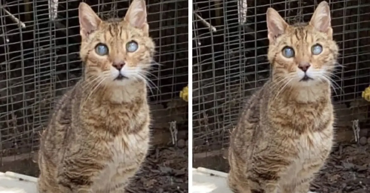 Blind Senior Cat Rejected for Entire Life, Travels 1,300 Miles in Search of a Home