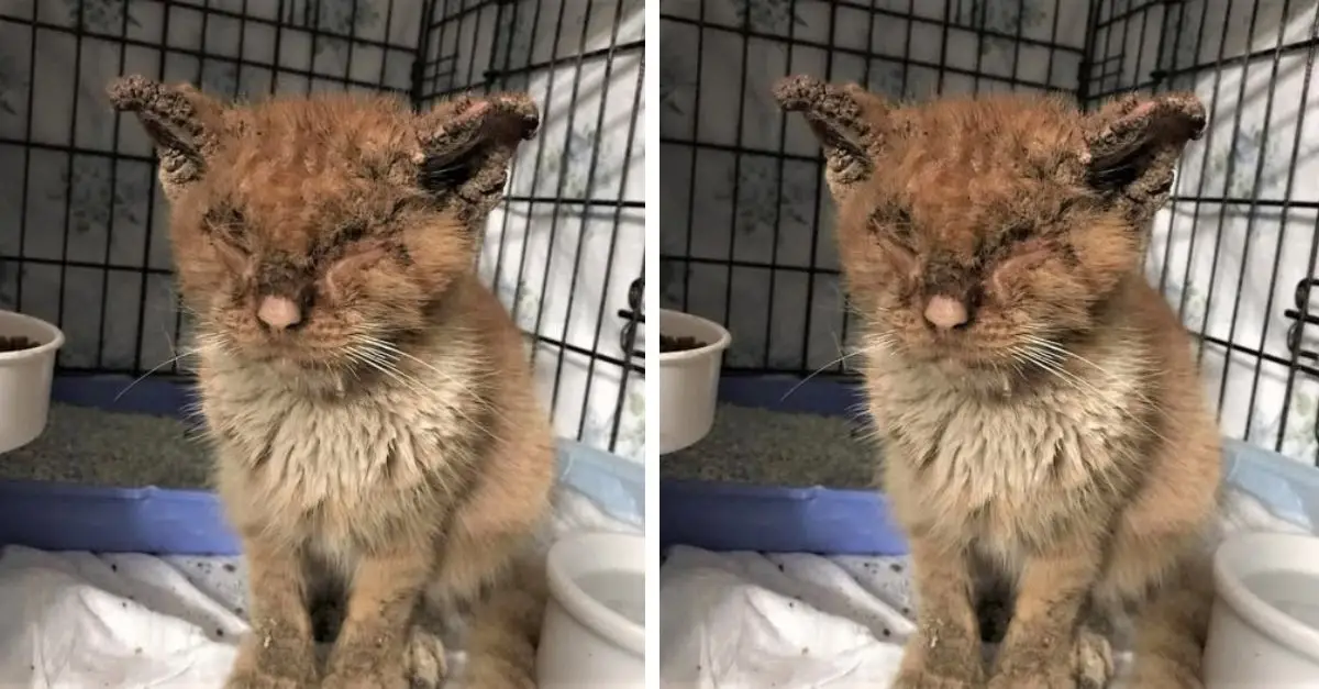 The stray cat was so badly mange that he could not see, his body was skinny and smelly