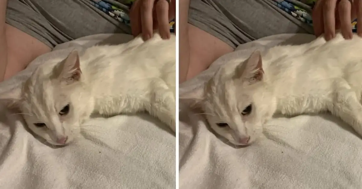 A 17-year-old cat was poisoned by its adopter, but the cat was completely unaware of the terrible thing