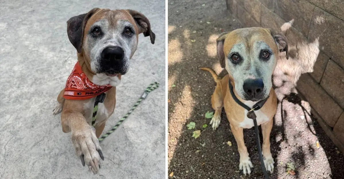 An elderly dog rescued from a distressing situation in Pennsylvania is granted a new opportunity for a fulfilling life